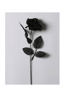 Black Rose (Hoa Hồng Đen)